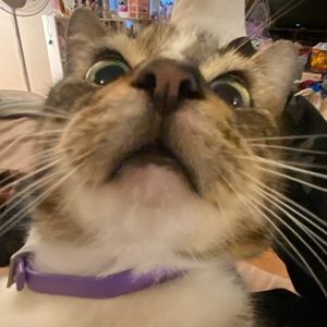 Meet your Posher, Kim